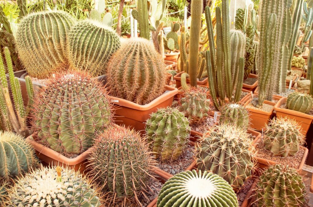 Cactus in the pots in greenhouse