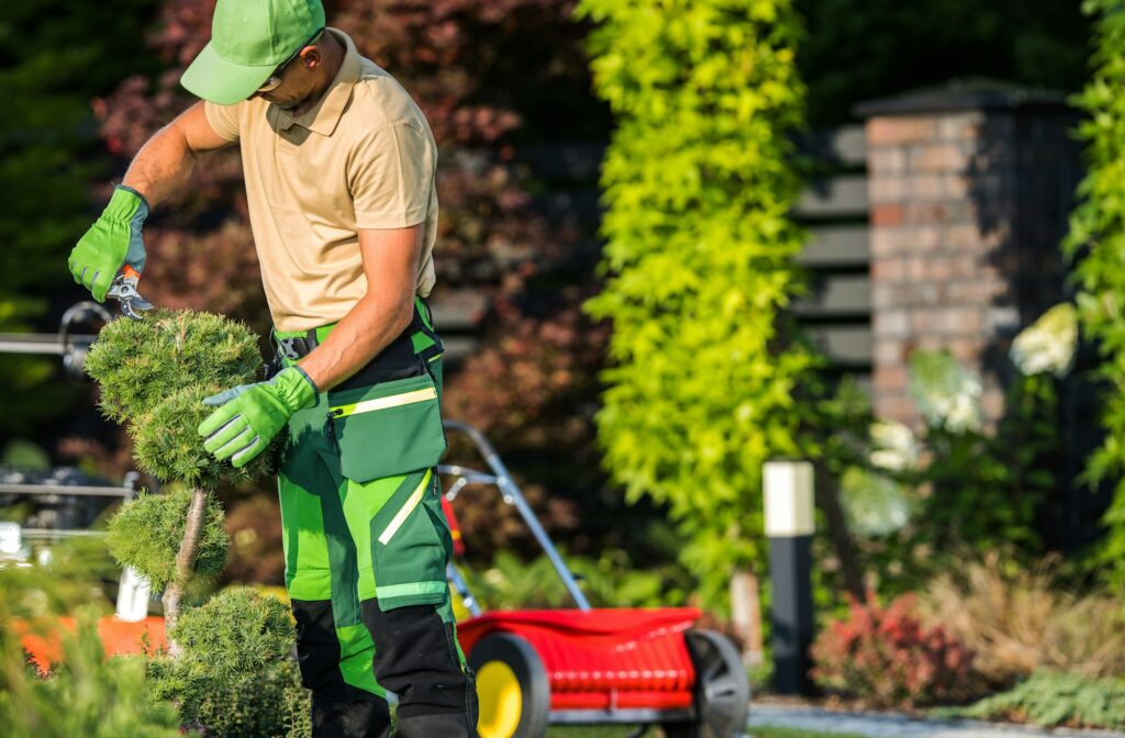 Landscaper Shaping Decorative Pine Tree Using Garden Secateurs